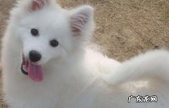 银狐犬成年后几斤重 三个月大的银狐犬多重