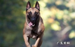 马犬怕冷吗多少度合适 马犬一般多少度会冷