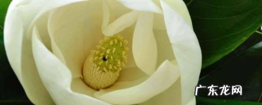 广玉兰什么季节移栽 广玉兰什么时候种植