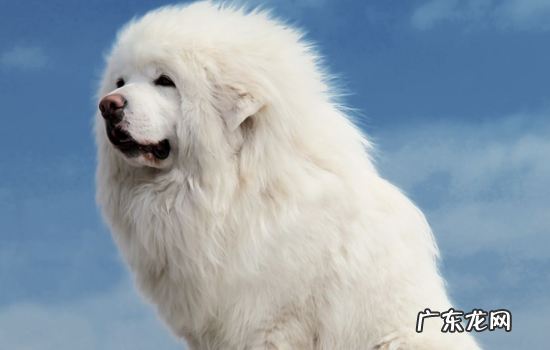 藏獒一生只认一个主人是真的吗 藏獒只认一个主人吗