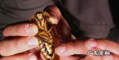 专业灭蟑螂公司靠谱吗 蟑螂怎么消灭最彻底