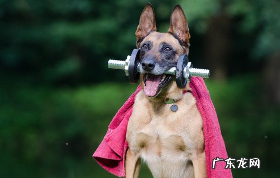 小马犬尾巴卷的原因 马犬尾巴打卷是不纯吗