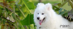 银狐犬跟萨摩耶的区别 萨摩和银狐的区别