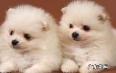 博美犬是哪个国家的犬种 博美犬是哪个国家的