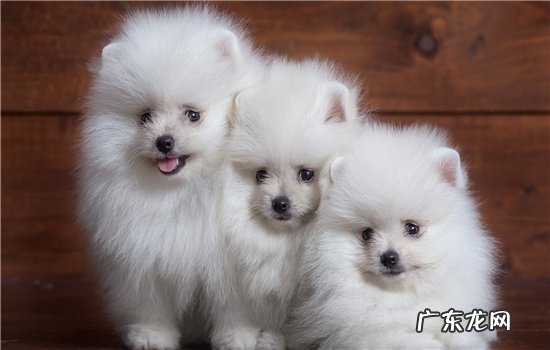 怎么样辨别博美犬纯种不纯种 博美犬如何看纯不纯