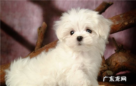博美有泪痕是什么原因 博美犬有泪痕怎么办,如何去除