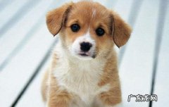 狗狗为什么扒拉被子 为什么狗喜欢刨被子