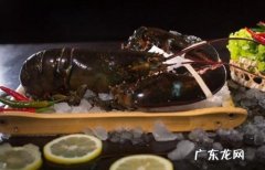 活的澳洲龙虾怎么存放 买回来的大龙虾怎么储存