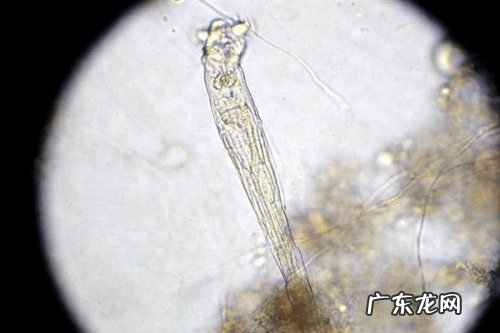 后生动物与原生动物的区别 后生动物