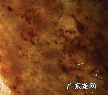 细菌的作用有哪些方面 细菌可以保存为化石吗