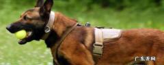 如何看马犬纯不纯 马犬纯不纯怎么看