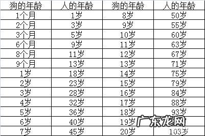 八个月大的博美属于成犬吗 博美犬八个月相当于人的多少岁