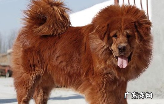 一只藏獒多少钱一只 藏獒多少钱一只