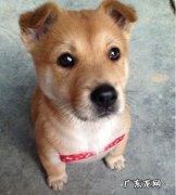 哪里有卖中华田园犬多少钱一只 中华田园犬多少钱一只