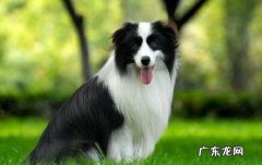 边境牧羊犬多少钱一只 牧羊犬多少钱一只