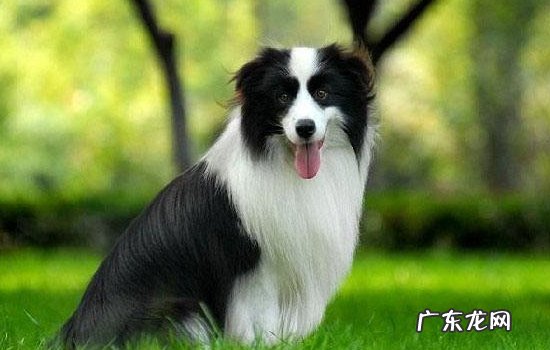 边境牧羊犬多少钱一只 牧羊犬多少钱一只