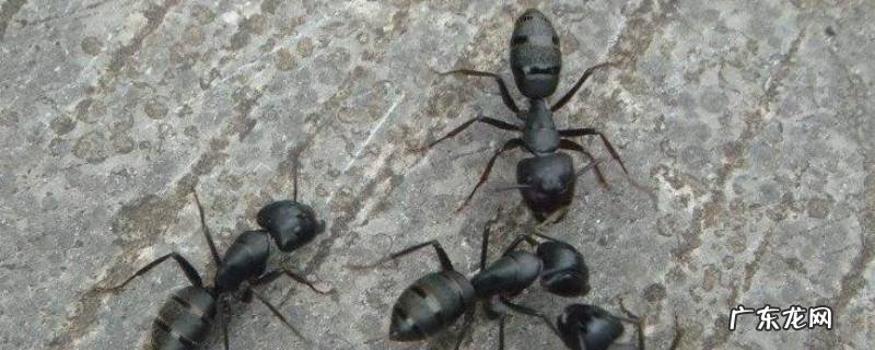 屋里面有蚂蚁用什么办法治,屋里有蚂蚁怎么根除