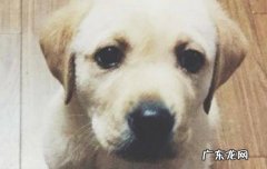 狗狗吃了脱氧剂黑色的拉稀 狗狗吃了脱氧剂黑色的