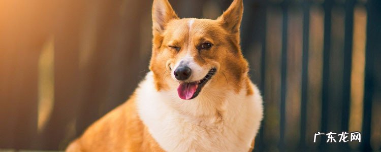 什么狗最忠于主人 哪些狗狗最忠诚主人