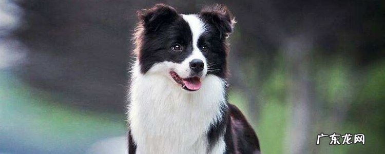 为什么边牧难养 为什么边牧很少有人养