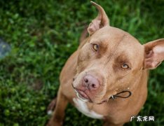 出售纯种法老王猎犬 已存在至少五千年的古老犬种—法老王猎犬