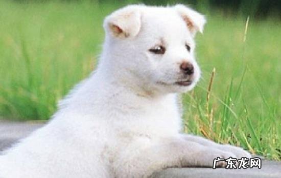 可以让狗在床上睡觉吗 狗能放床上吗