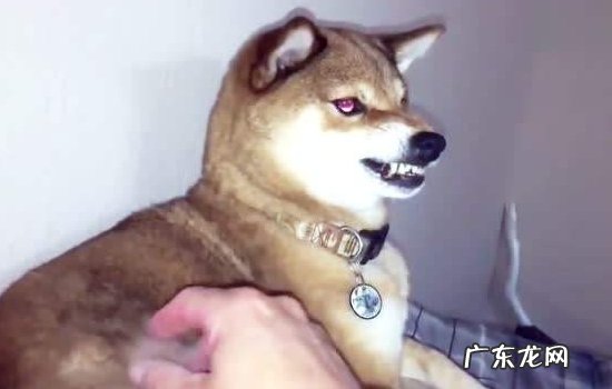 狗狗叫怎么让他安静 怎么让狗狗安静?