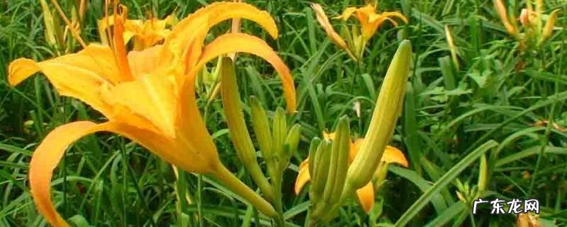 鲜金针菜怎么处理,新鲜金针菜怎么处理