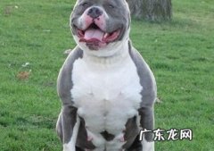 最适合家养的护卫犬 世界猛犬排行榜