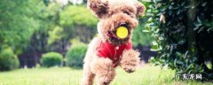 真泰迪与假泰迪的区别图片 什么是假泰迪犬