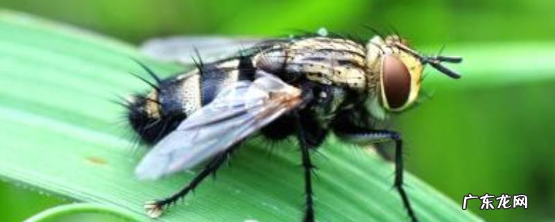 苍蝇的危害,苍蝇的危害图片