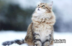 猫咪吐毛球吐了五天 猫咪吐毛球要吐几天