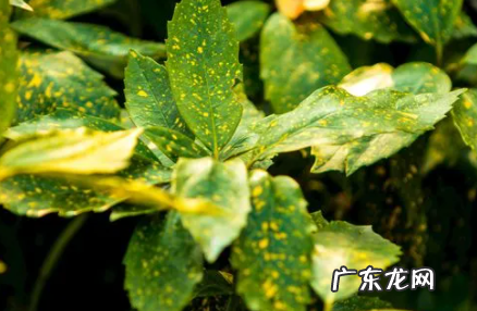 苗期叶子发黄 为什么花苗叶子黄了