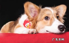 狗狗吃骨头不消化症状 狗狗吃骨头不消化呕吐怎么办