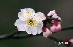 躲春躲多长时间 躲春躲一个小时还是两个小时
