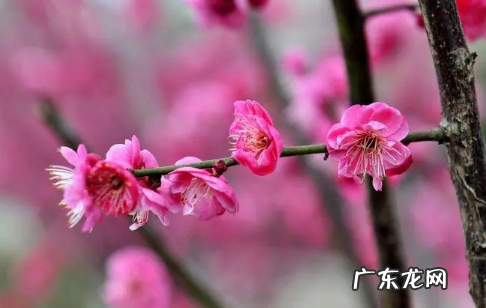 本命年躲春什么意思 躲春不是本命年需要躲吗