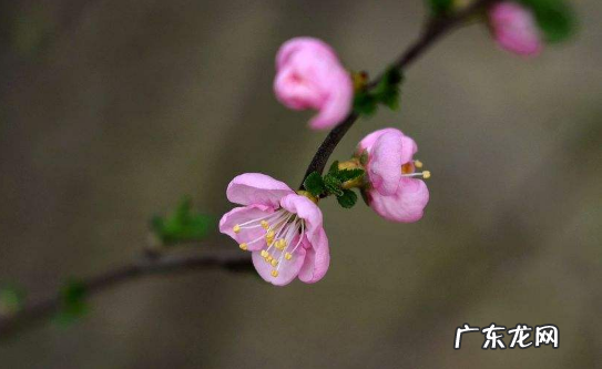 犯太岁躲春躲多长时间 只有犯太岁的人要躲春吗