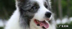 边牧为什么不能当警犬呢 边牧为什么不能当警犬