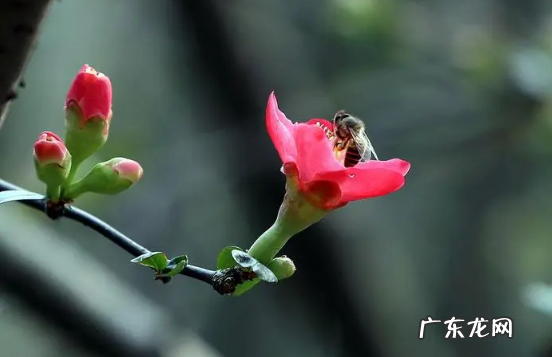 做了美甲不能干什么 躲春可以做美甲吗