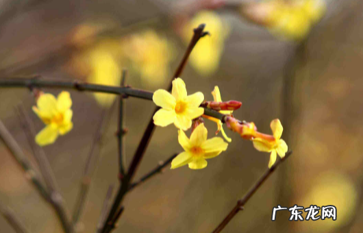 躲春可以玩游戏吗? 躲春可以玩游戏吗