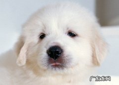大白熊犬哪里有卖 大白熊犬的价格是多少