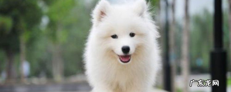 狗一直盯着人看 狗盯着人看意味什么