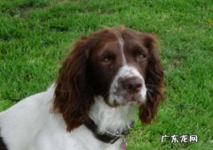 斯宾格犬多少钱一只 史宾格犬一般多少钱一只