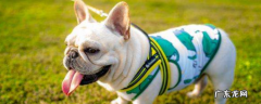 狗狗品种斗牛犬 斗牛犬分几个品种