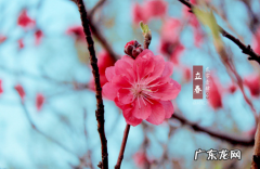 躲春可以和狗狗在一起吗