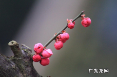 躲春可以和宠物一起躲吗