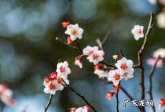 躲春一天都不能见阳光吗