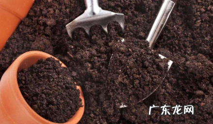 咖啡豆渣能用来养花吗 咖啡渣养花怎么用
