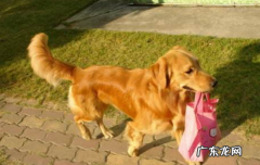 带狗狗自驾游如何住宿 带狗狗自驾游攻略