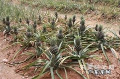 菠萝是长在哪里的